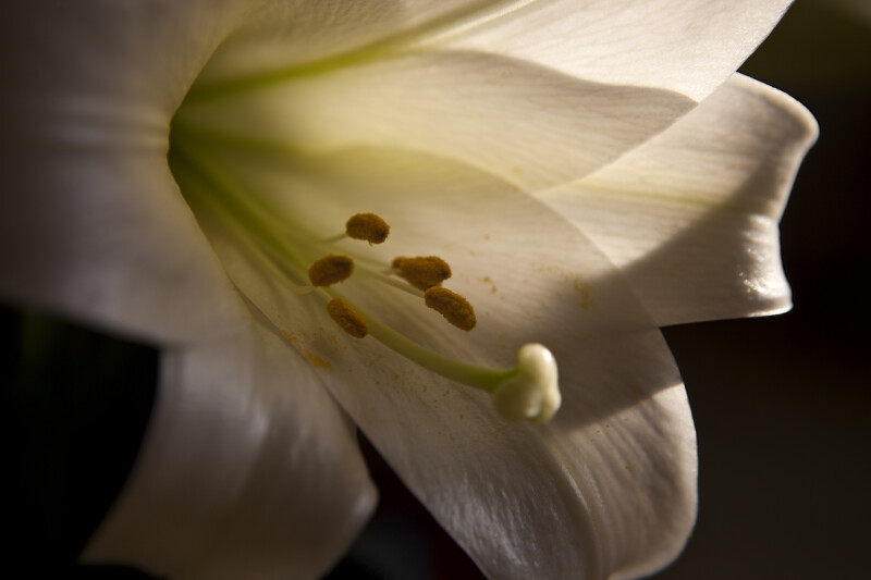 Closeup of an Easter lily in the morning sun