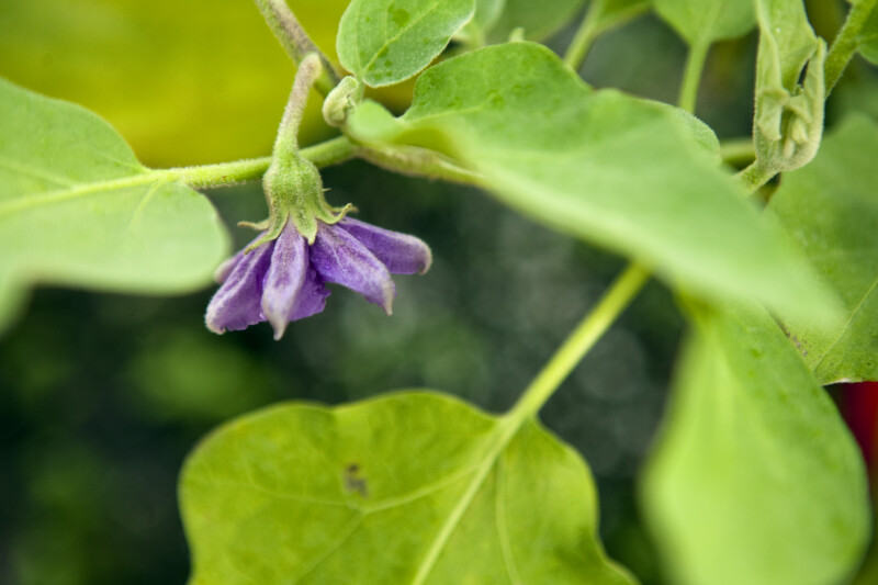 Eggplant Flower | ClipPix ETC: Educational Photos for ...