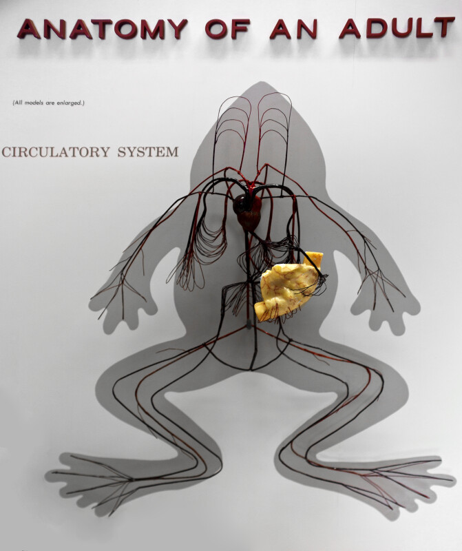 circulatory system of a frog. Frog#39;s Circulatory System