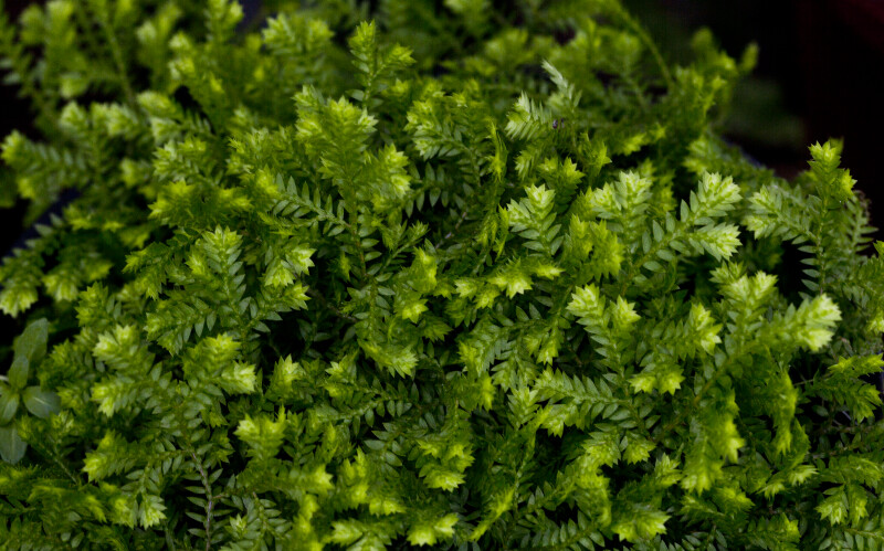 selaginella golden moss