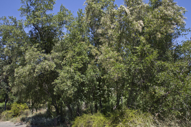 Mountain With Trees