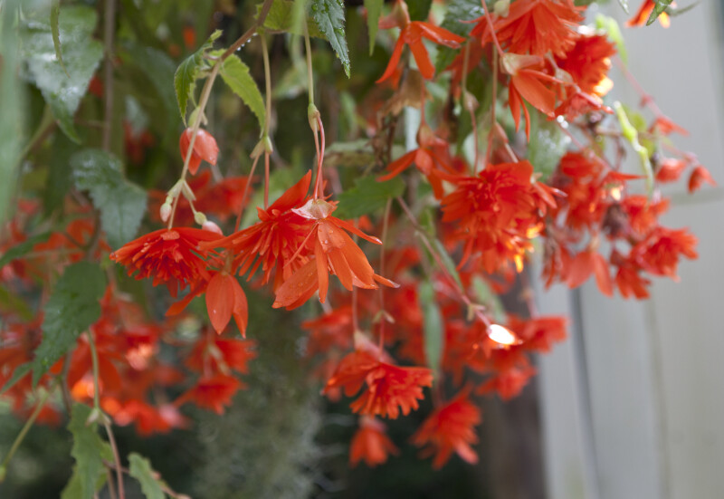 Hanging Flowers | ClipPix ETC: Educational Photos for Students and Teachers