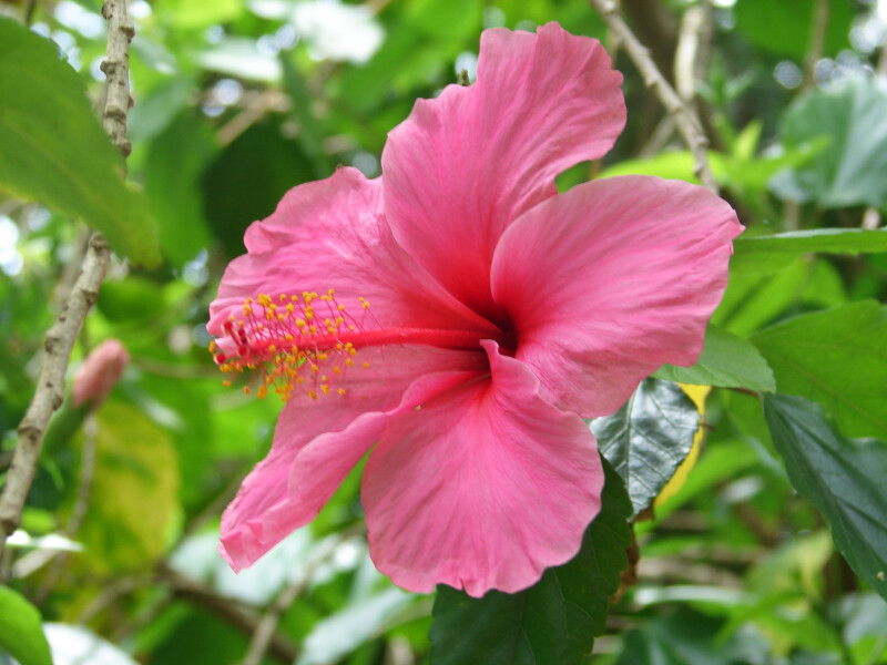 A pink hibiscus flower at Sunken Gardens in St Petersburg Florida