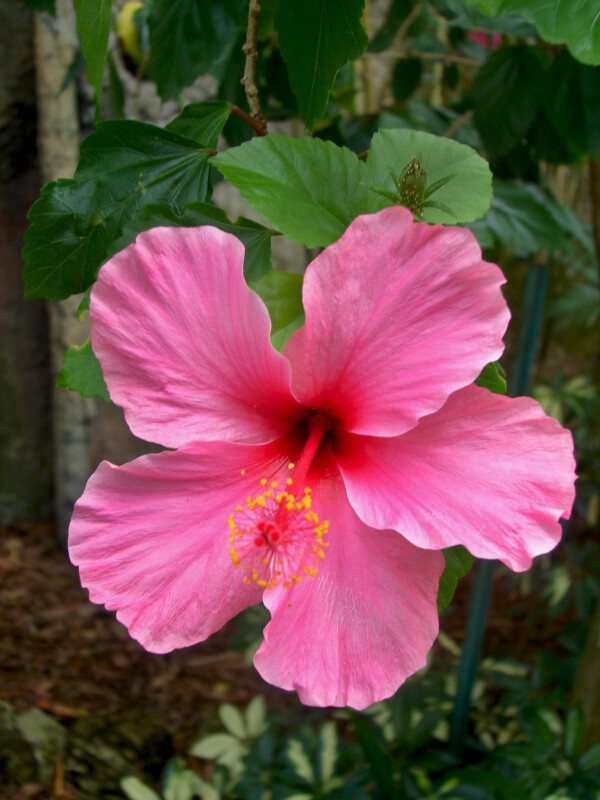 A pink hibiscus flower at Sunken Gardens in St Petersburg Florida