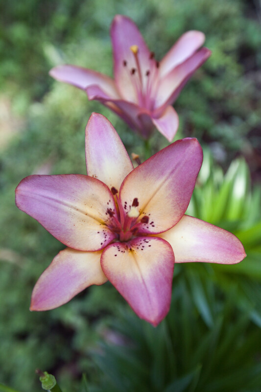 peach lily flower