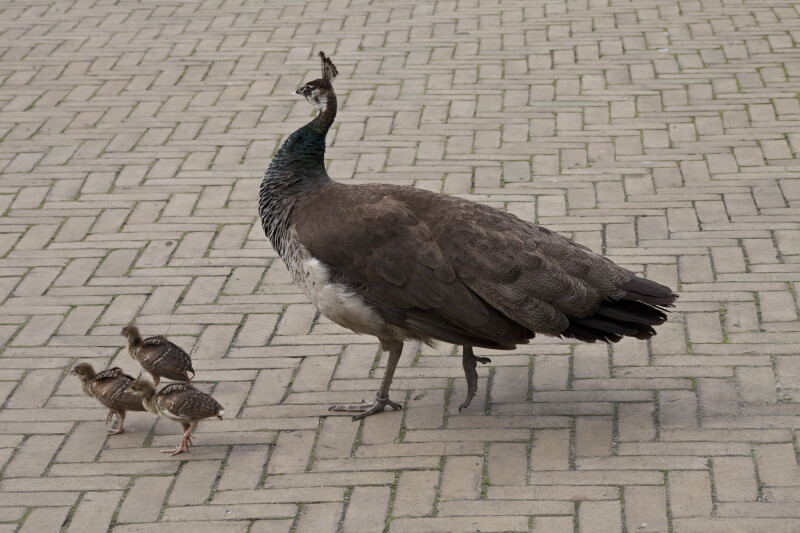 http://etc.usf.edu/clippix/pix/mother-peahen-escorting-three-chicks_medium.jpg