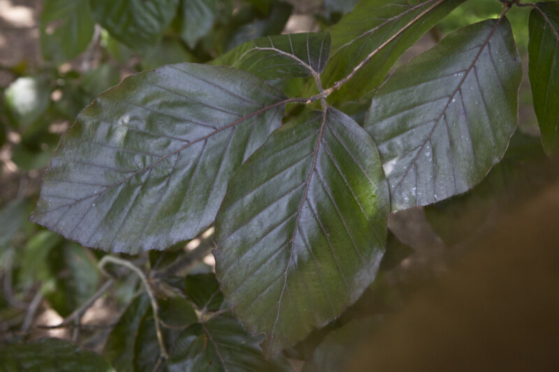 Purple Green Leaves Of A Purple European Beech Tree Clippix Etc