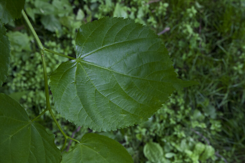 round-leaf-of-a-littleleaf-linden-tree-clippix-etc-educational