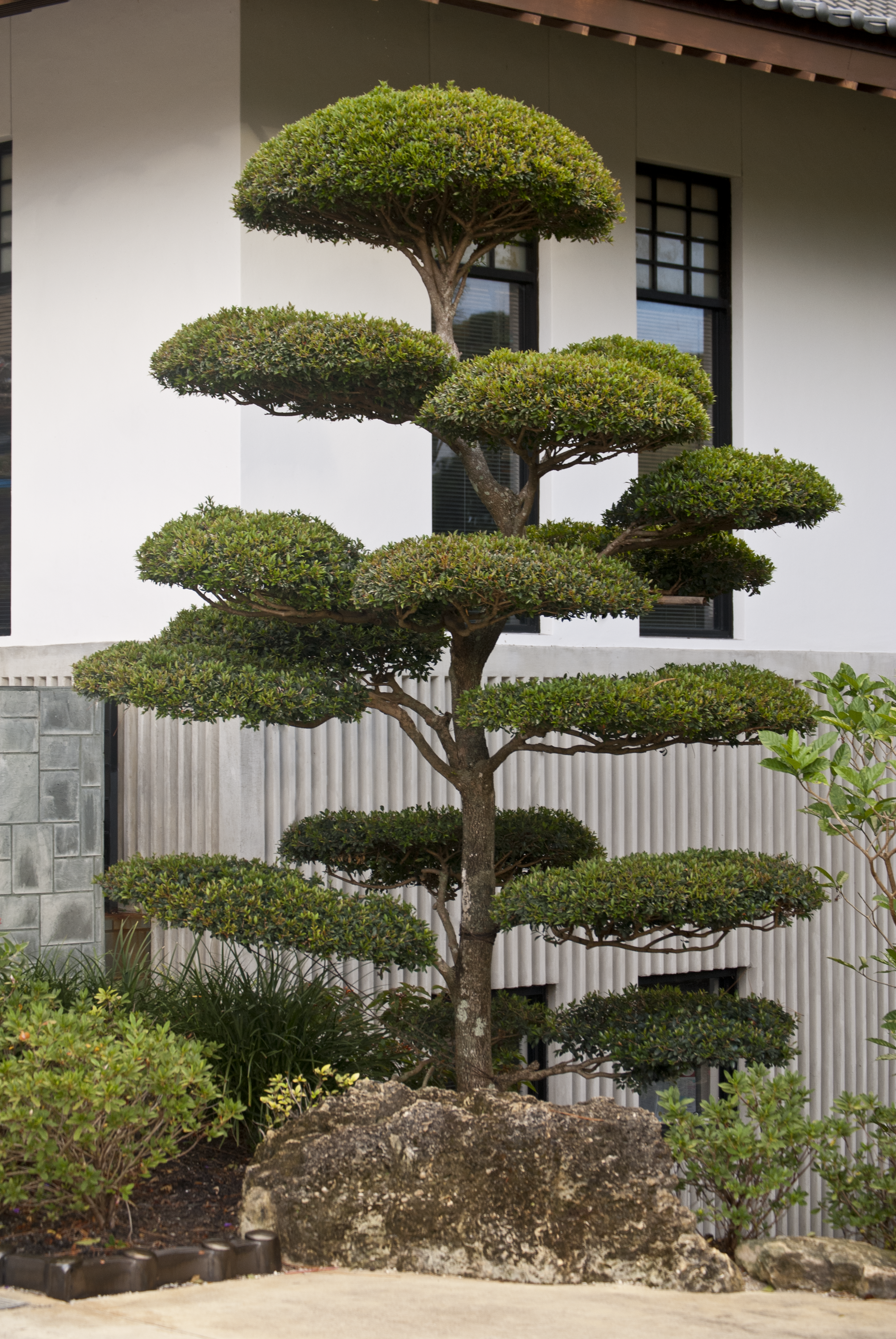 Small Manicured Tree at the Morikami Japanese Garden ...