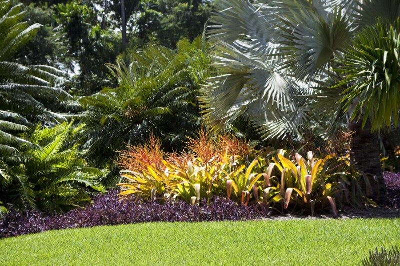 tropical landscaping tropical landscaping at fairchild botanical 