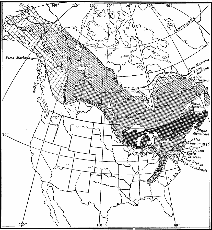 Conifers in Canada and Eastern United States