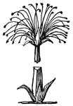 The papyprus is a frequent form in Egyptian ornament. Its straight, stiff triangular stem with four root-leaves wrapping its slightly swelling base, is imitated in the clustered shafts of many columnrs, and painted as a decoration on walls and on bell-capitals, often alternating with conventional lotuses. The stem bears a bunch of tiny flowers, forming with their stems a group of green filiments witht reddish tops, growing out of a calyz of four leaves or bracts. These supply the suggestion for many bell-shaped forms in Egyptian ornament, including the great campaniform capitals of the huge columns of the Karnak hypostyle hall.