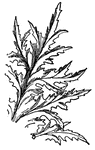 Acanthus spinosus offers, by its formally regular growth and its crisp, crinkly and prickly leaves, excellent suggestions for decorative conventionalization.