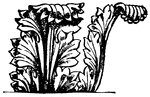 Acanthus leaf artistically modified.