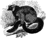 "This lemur is noted for its brillant colorings, the greater part of the body being covered with a vivid russet: the hands, face, and tail are black; on the back of the neck there is a large patch of white." &mdash;Goodrich, 1885