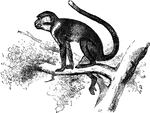 Genus Ceropithecus. A west African monkey.
