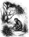 <em>C. diadematus.</em> This monkey is nearly black, the lower prts being green. It is marked with a circular white spot upon the forehead. &mdash;Goodrich, 1885