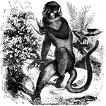 <em>C. nictitans.</em> The nose of this monkey is not only white, but more prominent than in most monkeys. &mdash;Goodrich, 1885