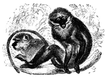 "<em>C. fuliginosus</em>, has the upper parts of the body generally of a smoky gray; the lower parts white." &mdash;Goodrich, 1885
