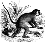 "<em>M. cynomolgus</em>. The hair of this mammal is short, of a brown olive, spotted with black on the body, and a gray on the lower part." &mdash;Goodrich, 1885