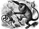 <em>Mycetes</em> A howler monkey with a golden tail.