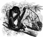 Also known as the Ursine Howler. <em>Mycetes ursinus</em>, has been confounded with other species, and had a variety of names, as the <em>Ouarine Monkey</em>, the <em>Beelzebub Monkey</em>, the <em>Gouariba</em>, and </em>Choro</em>" &mdash;Goodrich, 1885