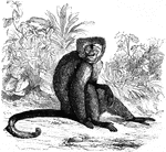 "<em>Genus</em> Sajou. These creatures are somewhat smaller, but less slender that the ateles: the tail is also less flexible. They are nimble in their movements and mild in their disposition. They have a familiar yet unobtrusive curiosity" &mdash;Goodrich, 1885