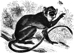 "<em>Genus</em> Saimiri. The animals of this genus are but about ten inches in length and are the most slender, graceful, and interesting of the whole monkey family. The large development of the brain is one of their most striking characteristics. The tail is slightly prehensile, yet used in climbing trees." &mdash;Goodrich, 1885