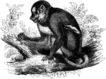 "<em>N. trivirgatus</em>. Its generl color is gray: its body and head measure ten inches. It lives on the borders of the Orinoco, and is nocturnal in its habits. It is sad of aspect, and solitary in its disposition. It passes the day in sleep, and at night goes fourth in quest of food, which consists of sweet fruits and eggs." &mdash;Goodrich, 1885