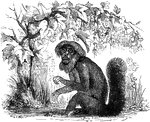 "The monkeys of this genus are marked by a short head, an angular muzzle, and a non-prehensile tail. They are gentle, intelligent, slender in form, and partially nocturnal in their habbits. The genus is divided into two branches, the <em>Brachyures</em>, which have very short tails, and the <em>Sakis proper</em> which have long, large tails." &mdash;Goodrich, 1885