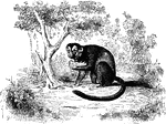 A Bellowing Monkey eating fruit.