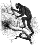 "Genus Indri: Indris. - This genus includes only a single species, the Short-Tailed Indri of Madagascar, <em>I. brevicaudatus.</em> It is the largest of the lemuridae, being three foot high when standing on its hind legs. It is covered with soft, thick fur, mostly black, but whitish on the face, and reddish white on its sides." —Goodrich, 1885