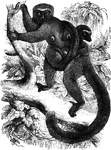 "Genus Maki: <em>Lemur</em>. The makis are the proper lemurs, and are distinguished by thick, soft fur, a slender bodyabout two feet long, a very long bushy tail, and a pointed nose." &mdash;Goodrich, 1885