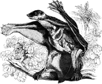 "Genus Galeopithecus. - The animals of this genus resemble the lemurs and the bats, having the general form of the first, and some of the qualities of the last." &mdash;Goodrich, 1885