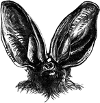 The head of a long-eared bat, in life size.