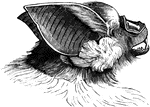 The head of a rhinolophus nobilis bat, in life size.