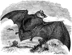 Vespertilio Discolor. A bat of the Genus Vespertilio, which are small and numerous. They are voracious and devour an immernse quantity of insects.