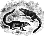 "These are small animals, having somewhat the form and agility of squirrels. The head is long, the snout attenuated, eyes large and prominent, the claws sharp and hooked, the sole naked, the tail long, the body long and cylindrical, and covered with close, soft fur." &mdash;Goodrich, 1885