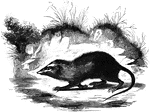 The only species of the Gymnure genus, found in Sumatra. "It is little known, but seems to possess more teeth than the hedgehog, that is, fourty-four in number. It is nearly the same size as that animal, but its body is more elongated. Its fur is soft, and of a grayish color: its tail is long, and nearly naked." &mdash;Goodrich, 1885