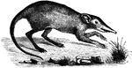 "Of this genus Gervais makes a seperate family. The only species is the <em>R. Cernei</em>. This has but four toes on each foot, is nine inches long, has an elongated body, and a probosis nose covered with flexible hair. It is of a reddish-brown color, and is found in Mozambique." &mdash;Goodrich, 1885