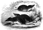 "Is about the size of a rat.. Their legs are of equal length, and terminate into five toes, which are armed with small claws, usually free, thugh not fequently united by a swimming membrane. Their nose is more or less produced, and the tail is elongated, usually tapering, covered with scales." &mdash;Goodrich, 1885