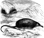 "The <em>M. Pyrenacia</em>, found in Pyrenees, is about five inches long: its color is a brownish fawn above the grayish beneath; its claws are strong, and its musky odor very decided." &mdash;Goodrich, 1885