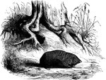 "These curious animals about three inches long, are exclusively African. They have a chunky body, small eyes, no enternal tail, ears nearly rubimentary, short legs, a strong fore-feet, fitted for burrowing. The hind-feet have four claws, and the fore ones but three." &mdash;Goodrich, 1885