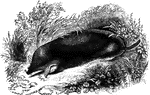 "<em> T. Europaea</em>, is found in most parts of Europe, and is well known for its curious cylindrical form, and hte blackness or its velvet-like coat. Its eyelids are open, and it has been proved by experiment to have the power of sight." &mdash;Goodrich, 1885