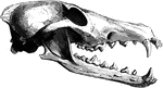 The skull of the typical bear.