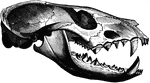The skull of a typical civet.