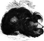 A small and usually black bear with a shaggy coat of fur.