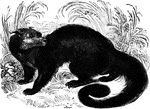 "Of this genus, there is only one species, the <em>Black Ictide</em>. Colored black with speckles of gray. The hair is long and there is usually a tuft at each ear. The tail is long and hairy, and has a propensity to curl, as if prehensile, which it is in fact, to some extent." &mdash;Goodrich, 1885