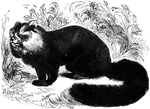 "<em>A. Fulgens</em>, distunguished by the elegance of its fur, which is very thick and of a lively russet, passing into a brown along the limbs. The tail is very thick at the base, and is marked with rings of black." &mdash;Goodrich, 1885