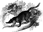 "They are distinguished by a long body, a long head terminating in a long flexible snout, with which they root in the ground. They are nearly the size of a vat; the color is fawn, mixed with gray and black, becomming paler on the under parts." &mdash;Goodrich, 1885